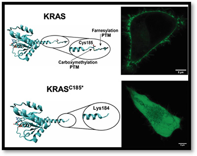 Illustration of KRAS proteins