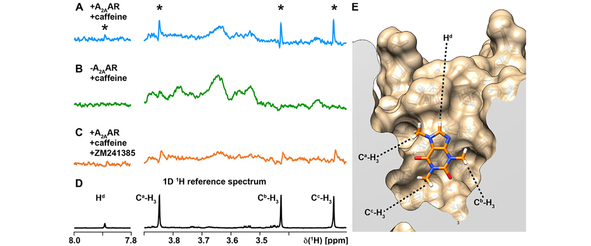 NMR data for caffeine interacting with cell membranes