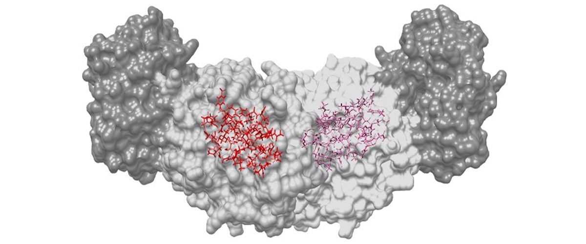 The protein tryptophan synthase showing the active site (red) with hydrogen atoms.