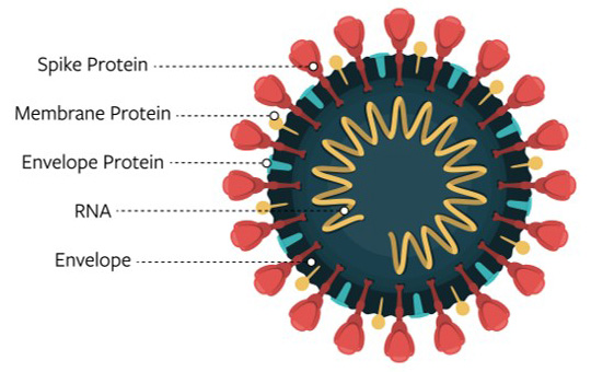 The proteins that form the structure of the COVID-19 virus