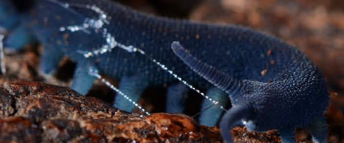 A velvet worm, Euperipatoides rowelli, shooting its sticky slime, dubbed “silly string of death.” The slime’s remarkable properties could inspire new sustainable plastics and adhesives.