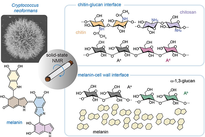 A set of graph of Cryptococcus neoformans studying
